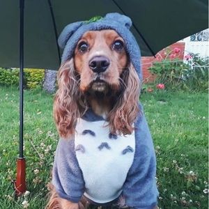 Perro vestido con saco de totoro